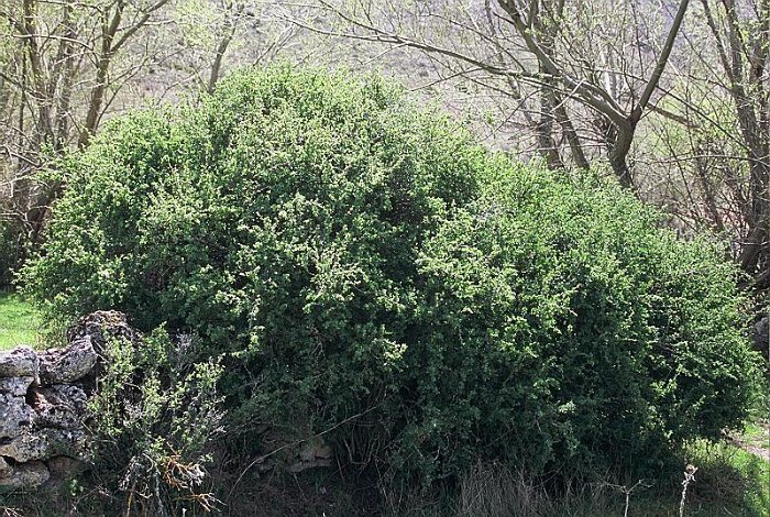 Ribes uva-crispa